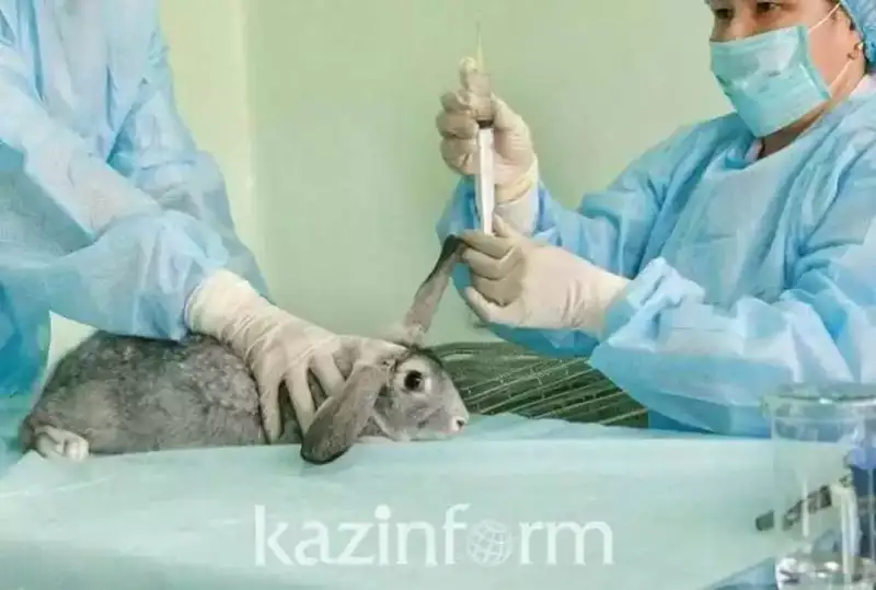 Законодательно определить статус ветеринарного врача планируют в Казахстане