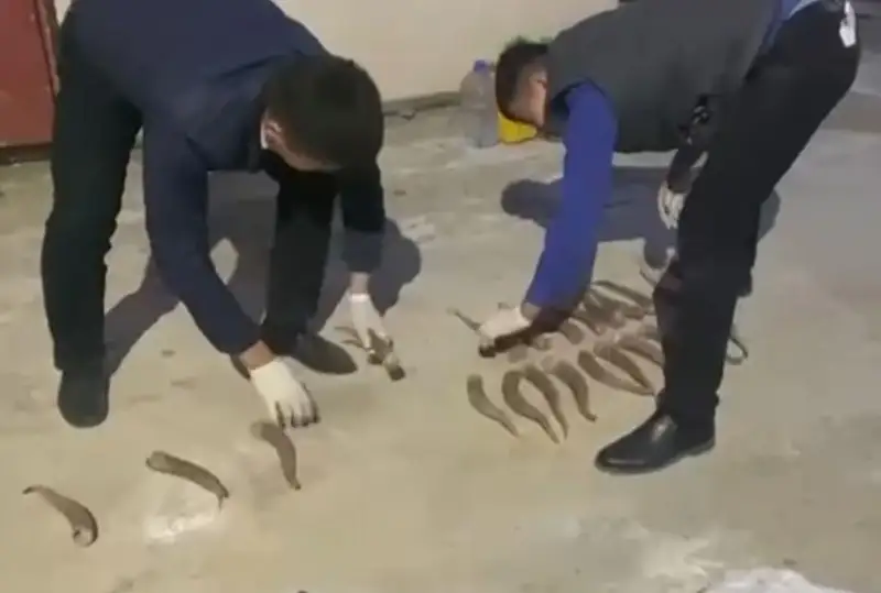 Qyzylordada kıik atqan qala turǵyny ustaldy