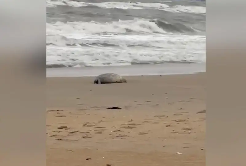 Птичий грипп стал причиной гибели тюленей на побережье Каспия в Дагестане