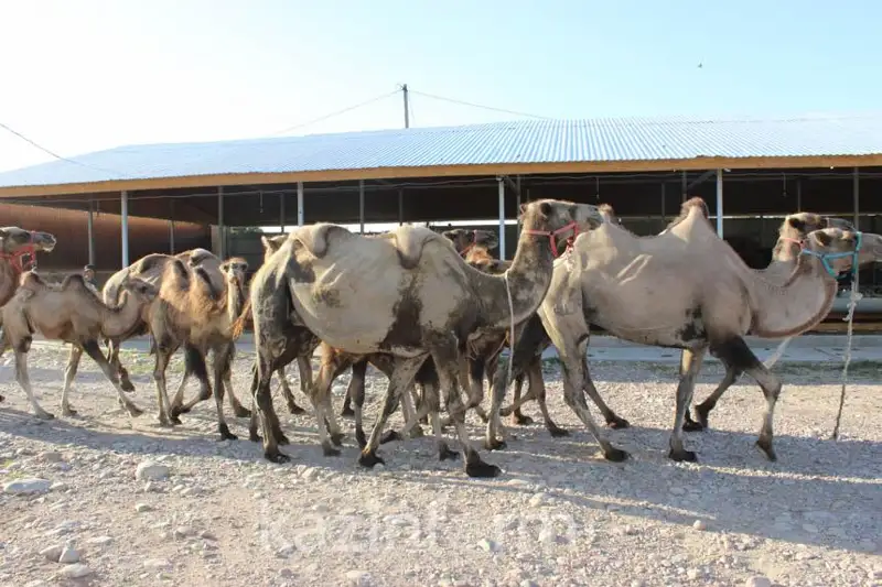 الماتىدا قۇرباندىق شالۋعا رۇقسات ەتىلگەن 14 ورىن بار