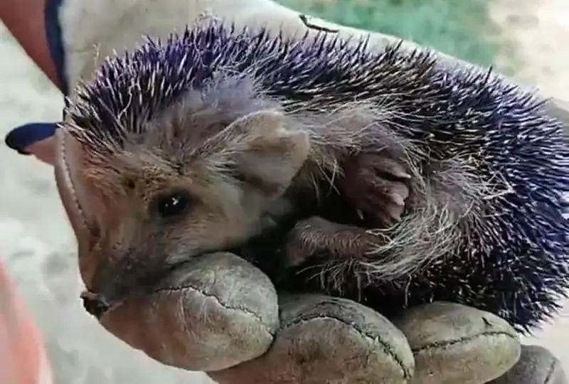 اتىراۋلىق ەرلى-زايىپتى اۋلاداعى باقشاسىنان كۇلگىن ءتۇستى كىرپى تاۋىپ الدى