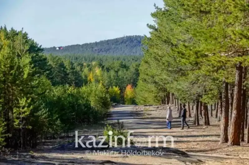 Свыше 250 млн тенге выделят на обработку лесного фонда от вредителей в Кызылординской области