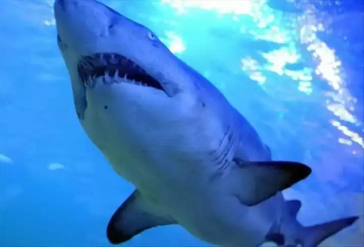 Мисрда россияликга ҳужум қилган акула мумияланди