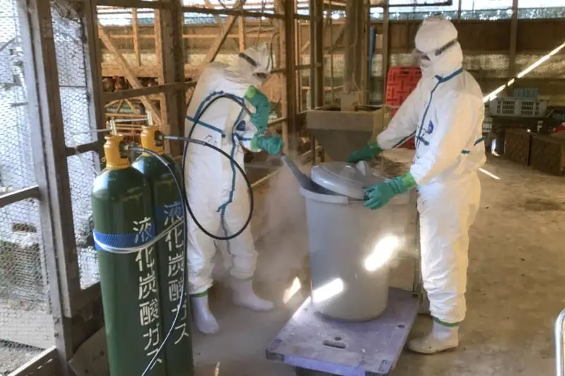 Японияда парранда гриппи тарқалиши рекорд даражага етди