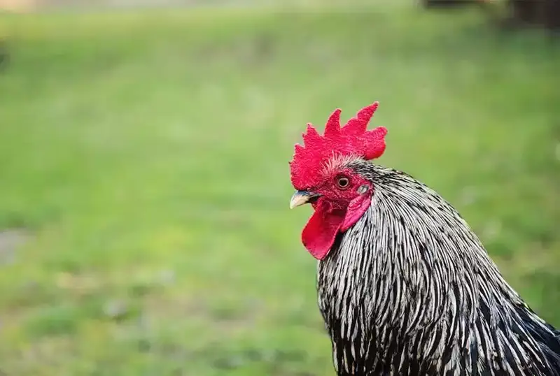 الماتى وبلىسىندا اتەشتەر اراسىندا توبەلەس «كەشتەرى» ۇيىمداستىرىلعان