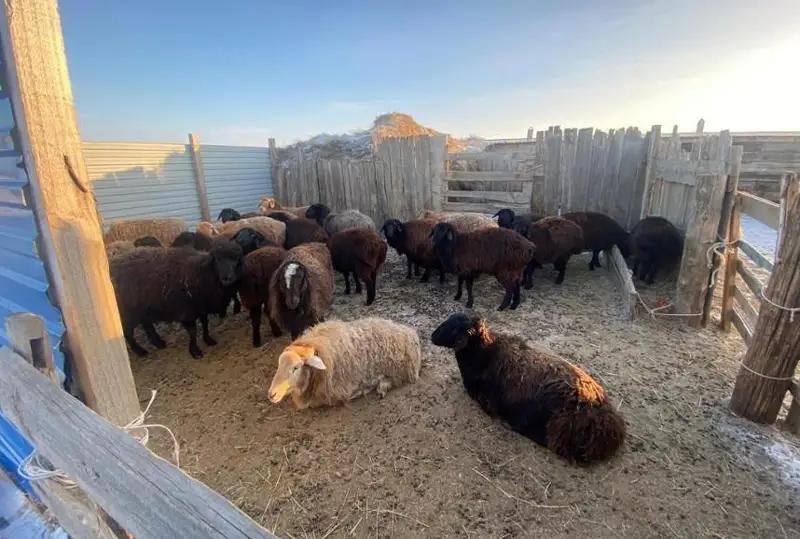 Похищенную отару овец вернули хозяину полицейские в Атырауской области