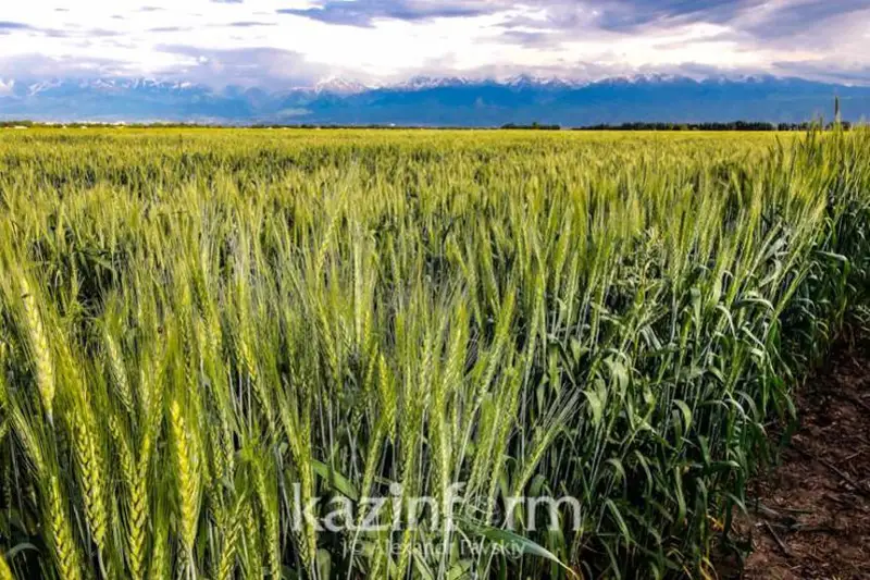 بيداي ەكسپورتتايتىن 30 ەلدىڭ اراسىندا قازاقستان عانا تەڭىزگە شىعا المايدى - مينيستر