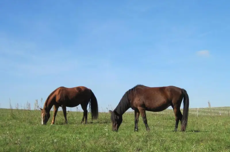 Пилотный проект по обеспечению сельчан пастбищами запустят в Бухар-Жырауском районе