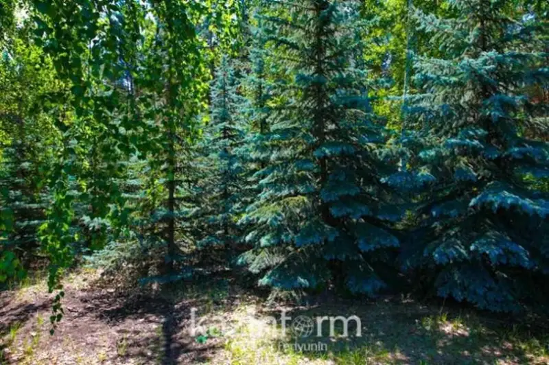 Освоение горелого леса в Аулиекольском районе - на контроле костанайской прокуратуры