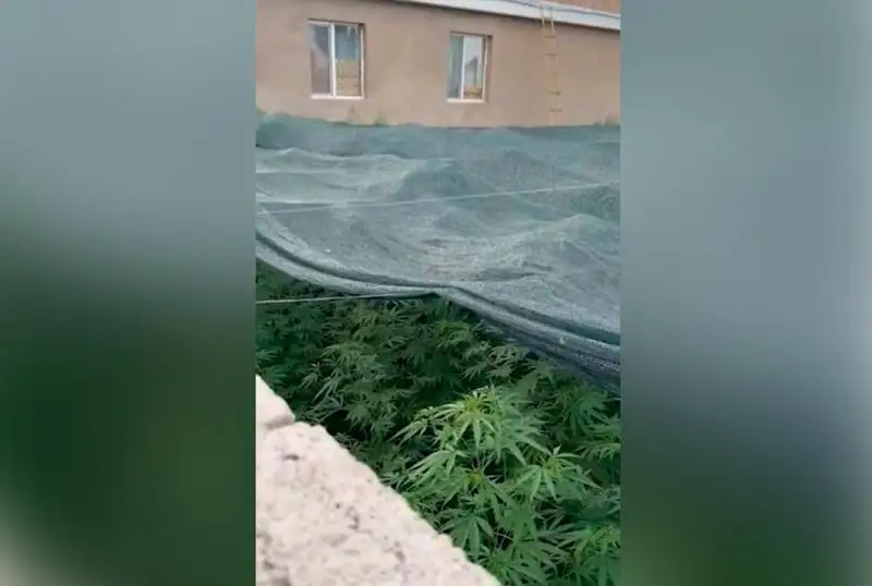 Ликвидирована плантация конопли при помощи дрона в Жамбылской области