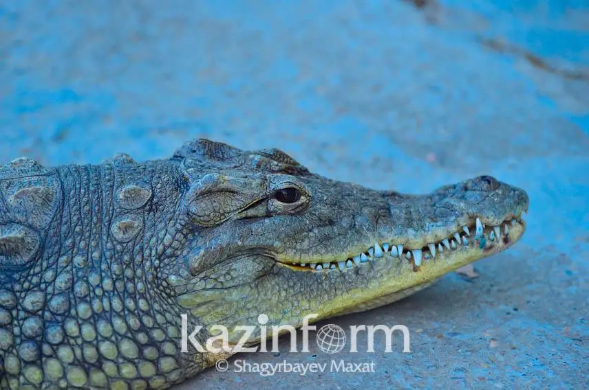 Жыртылған кисканың фотосы Нина фильміндегі порно фотолар