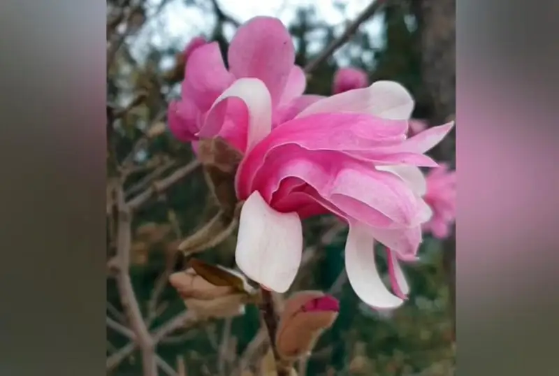 Almaty botanıkalyq baǵynda magnolııa gúldedi
