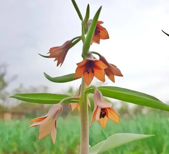 الماتى بوتانيكالىق باعىندا مەديتسينادا كەڭىنەن قولدانىلاتىن وسىمدىك وسەدى