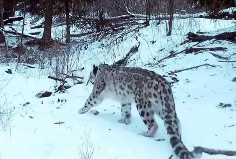 Снежный барс, архары и медведи попали в фотоловушку в горах Жетысуского Алатау
