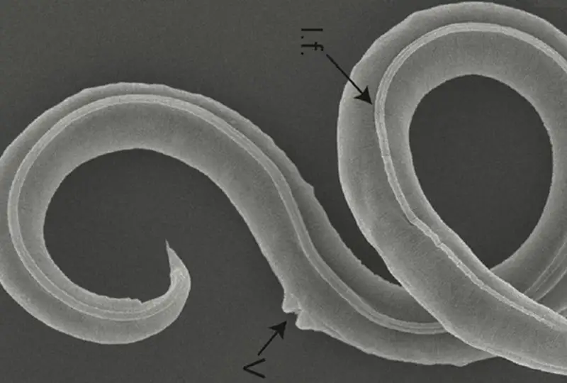 Ученые оживили червей, которым около 46 000 лет