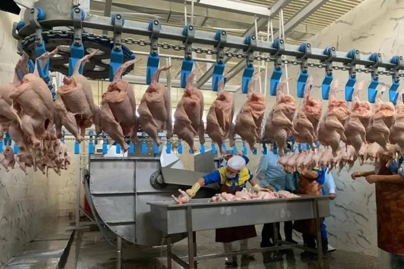 Единственная крупная в Мангистау птицефабрика на грани закрытия