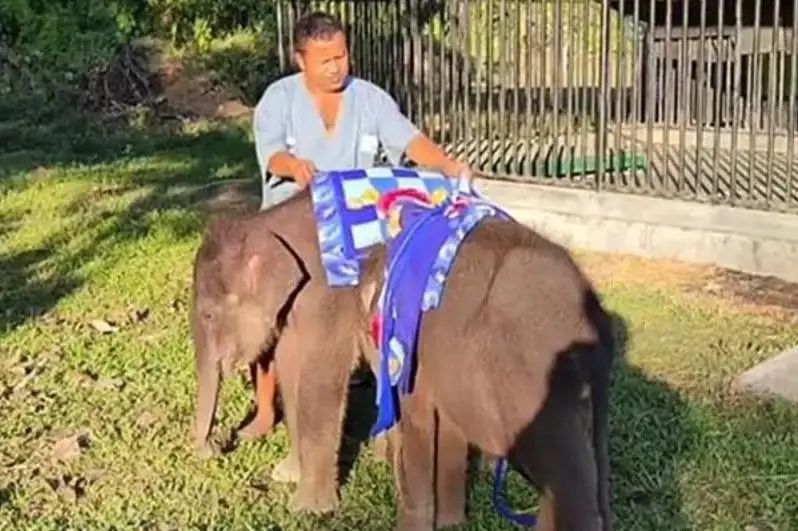 Ҳиндистонда қиш: Қўриқхонада ҳайвонларнинг болаларига кўрпа ёпилмоқда