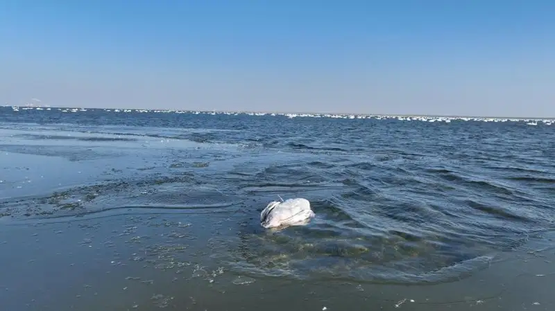 ماڭعىستاۋدا اققۋلاردىڭ جاپپاي قىرىلۋىنا قۇس تۇماۋى سەبەپ بولعان