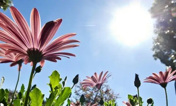 جاز قانداي بولادى؟