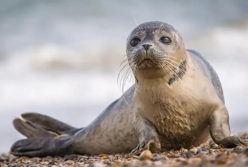 حالىقارالىق كاسپي كۇنى: تەڭىز يتبالىعىنىڭ جويىلۋ قاۋپى بار