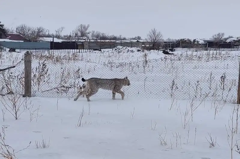 ەركىنشىلىك اۋىلىنىڭ ىشىنە سىلەۋسىن كىرىپ كەتكەن