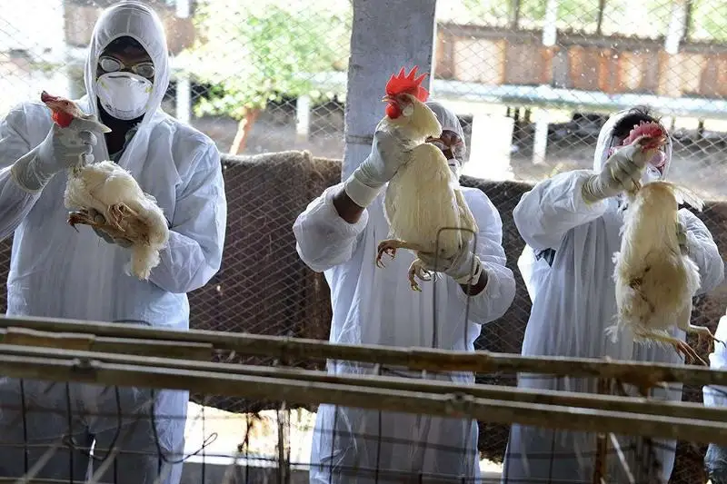 Бир қатор Европа мамлакатларида парранда гриппи кўпаймоқда