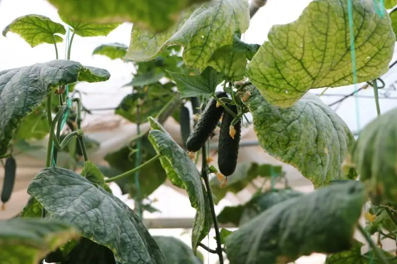 Шимолий Қозоғистон вилоятида қиймати 7 млрд тенгелик иссиқхона мажмуаси қурилмоқда