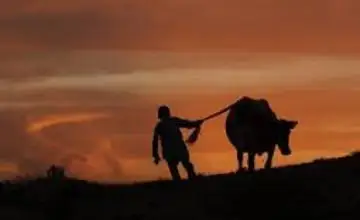 الماتى وبلىسىندا 29 باس ءىرى قارا ۇرلاعان ەكى شىعىسقازاقستاندىق ۇستالدى