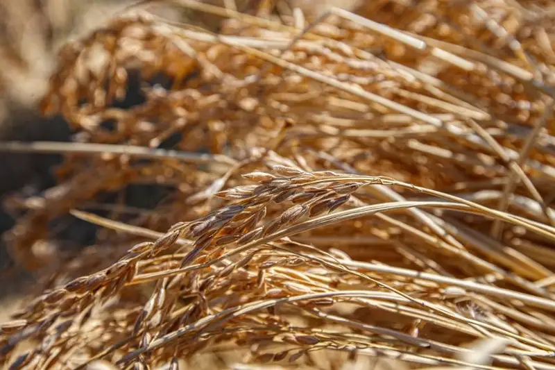 Пшеница в этом году очень хорошего качества - глава Минсельхоза