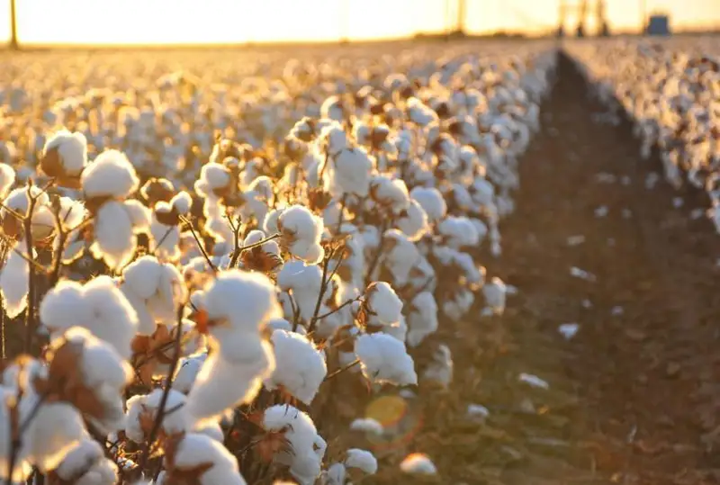 Қозоғистонда пахта экиш майдони 119 минг гектарга кўпайди