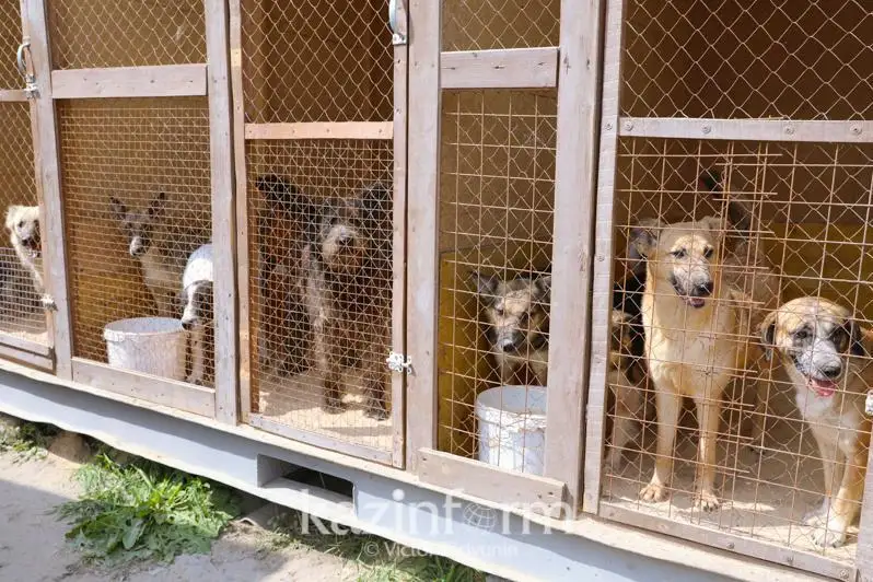 Қозоғистонда ҳайвонларнинг ўлимига олиб келган шафқатсизлик учун қандай жазо бор