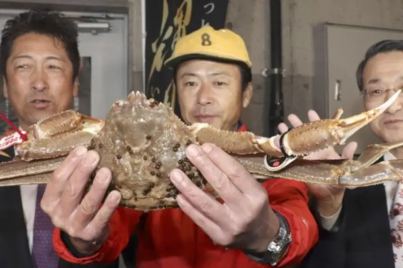 日本雪蟹拍出500万日元世界最高价