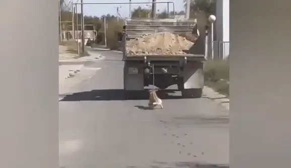 Водитель КамАЗа привязал собаку и тащил по дороге в Алматинской области