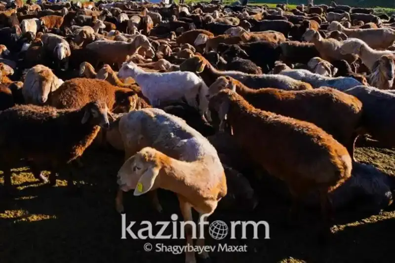Қурбонлик қилишда нималарга эътибор бериш керак
