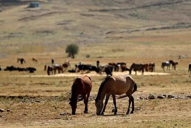 Анталиядаги ёнғин содир бўлган ҳудудда ёввойи отларга ем-хашак берилмоқда