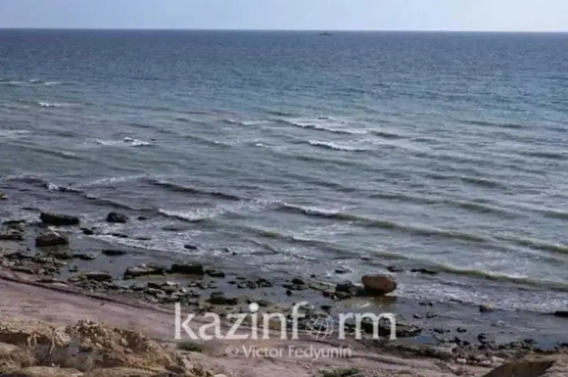 Каспий ит балиқларининг сони 300 мингдан ошди