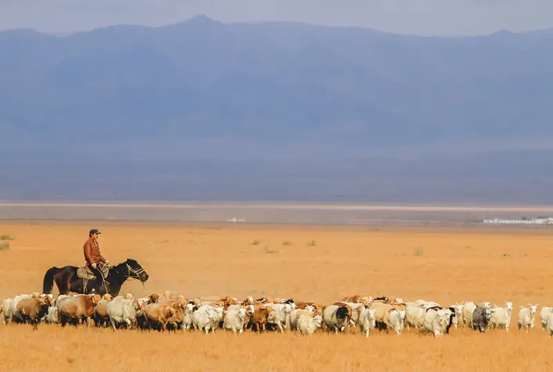 قىتاي ب ا ق-ى قازاق كوشىنە تامسانادى: التايداعى مالشىلار جايلاۋدان كۇزەۋگە كوشە باستادى