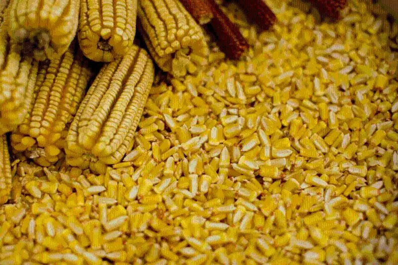80 тонн семян кукурузы и сахарной свеклы планируют импортировать из Европы