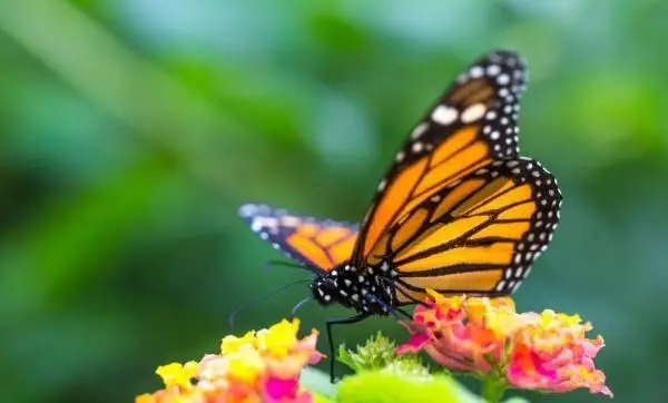 2022-جىلدىڭ ماۋسىم ايىندا اۋا رايى قانداي بولادى؟