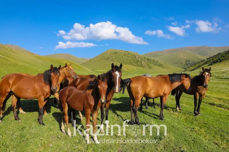 Ўзбекистонда боқилаётган отлар сони 255 мингга етди