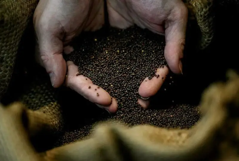 Канададаги қурғоқчиликдан Франция азият чекмоқда