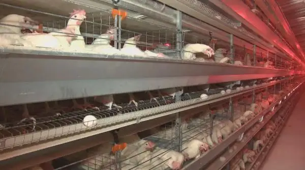 ەلىمىزدەگى قۇس وسىرۋشىلەرگە كومەك كەرەك