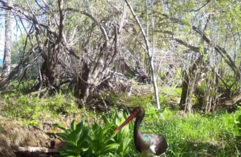 Редкий черный аист попал в фотоловушку в Восточном Казахстане