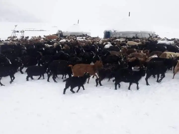 Снег выпал в Монголии