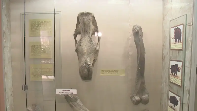阿特劳州历史博物馆展出猛犸象骸骨