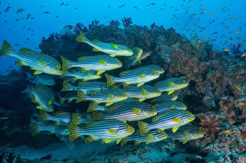 教科文组织启动环境DNA项目 为生物多样性保护“解锁”知识