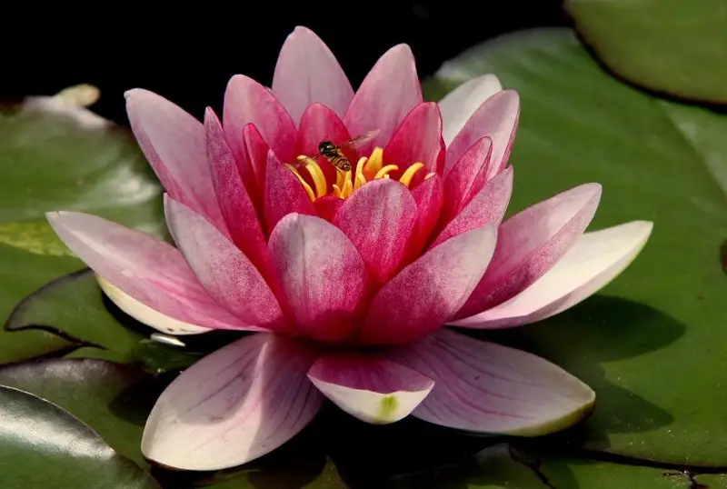 قيعاش وزەنىندەگى لوتوس گۇلىنە جويىلىپ كەتۋ قاۋپى ءتونىپ تۇر