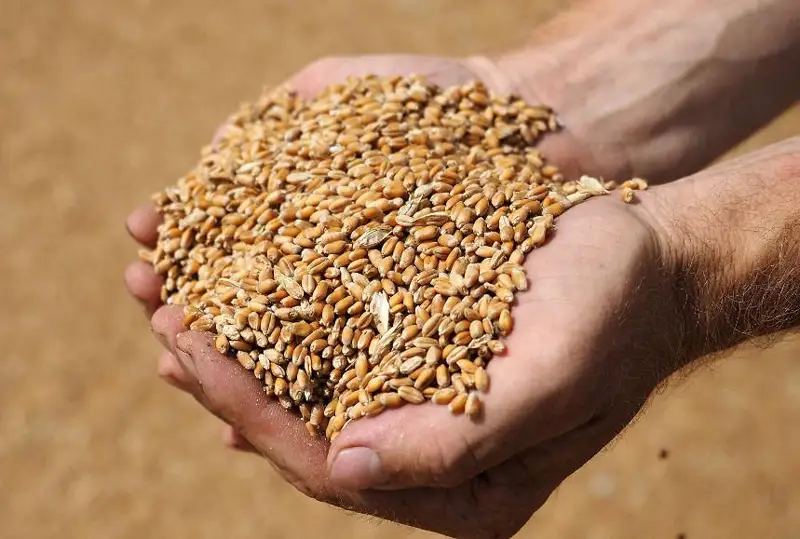 Дефицита муки и пшеницы не будет в Грузии - премьер-министр