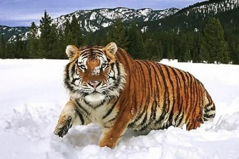 Россия Амур йўлбарсларини Қозоғистонга текинга беради