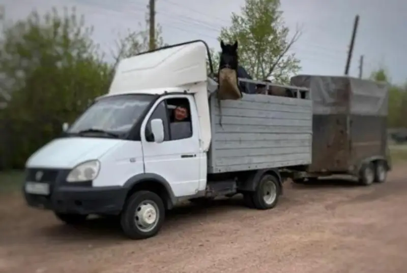 ءبىر ءۇيىر جىلقىنى اقمولادان جامبىل وبلىسىنا ۇرلاپ اكەتكەن بارىمتاشىلار ۇستالدى